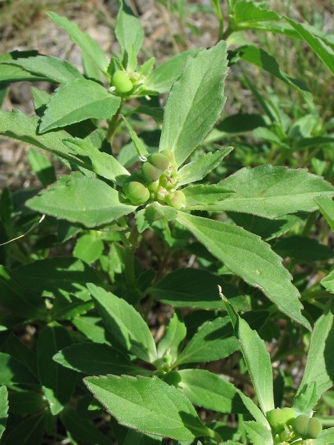 Poinsettia davidii